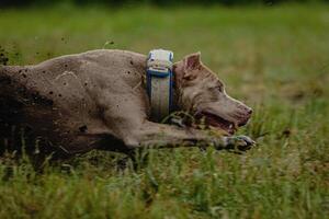 Half of body of Pit Bull Terrier in the field at coursing and racing competition photo