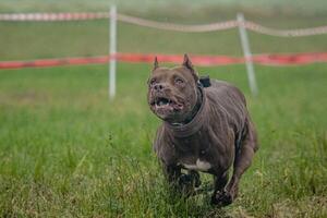 Pit Bull Terrier running fast and chasing lure across green field at dog racing competion photo
