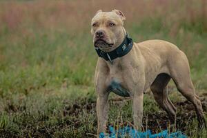 Pit Bull Terrier in the field at coursing and racing competition photo