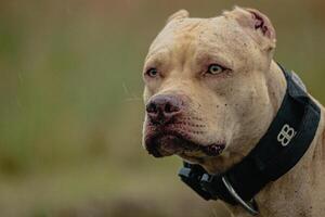 Head of Pit Bull Terrier in the field at coursing and racing competition photo