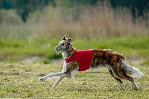 Borzoi dog in red shirt running and chasing lure in the field on coursing competition photo