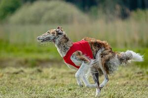 Borzoi dog in red shirt running and chasing lure in the field on coursing competition photo
