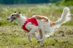 Borzoi dog in red shirt running and chasing lure in the field on coursing competition photo