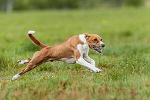 Young basenji dog running in summer on field at lure coursing competition photo