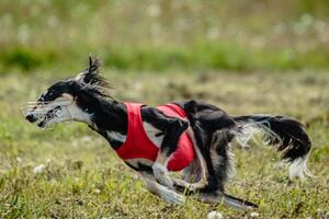 Saluki dog in red shirt running and chasing lure in the field on coursing competition photo