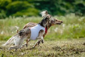 Saluki dogs in red and white shirts running and chasing lure in the field on coursing competition photo