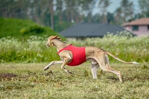 Saluki dog in red shirt running and chasing lure in the field on coursing competition photo