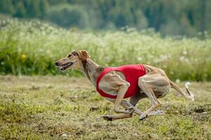 Saluki dog in red shirt running and chasing lure in the field on coursing competition photo