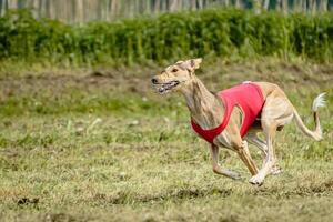 Saluki dog in red shirt running and chasing lure in the field on coursing competition photo