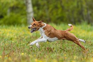 Young basenji dog competing in running in the green field on lure coursing competition photo