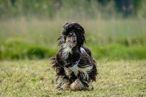 Afghan borzoi dog running in green field and chasing lure at full speed on coursing competition straight into camera photo