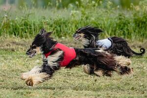 Afghan borzoi dogs in red and white shirts running and chasing lure in the field on coursing competition photo
