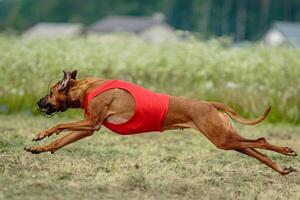 Rhodesian ridgeback dog in red shirt running in green field and chasing lure at full speed on coursing competition photo