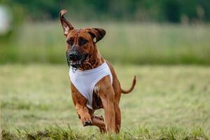 Rhodesian ridgeback dog in white shirt running in green field and chasing lure at full speed on coursing competition photo