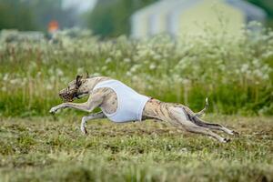 Whippet dog moment of running and flying in green field at full speed photo