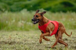 Rhodesian ridgeback dog in red shirt running in green field and chasing lure at full speed on coursing competition photo