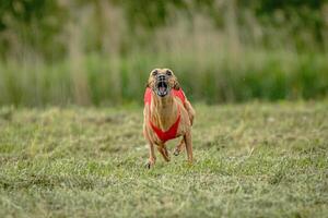 Whippet dog in red shirt running and chasing lure in the field on coursing competition photo