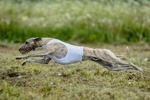 Whippet dog moment of running and flying in green field at full speed photo