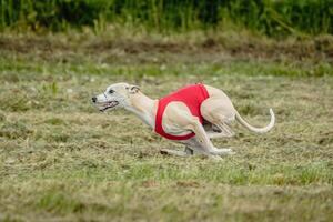 Whippet dog in red shirt running and chasing lure in the field on coursing competition photo