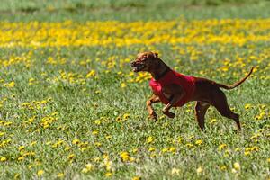 Pharaoh Hound dog in red shirt running and chasing lure in the field on coursing competition photo
