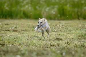 Whippet dog in white shirt running and chasing lure in the field on coursing competition photo