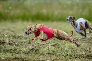 Whippet dogs in red and white shirts running and chasing lure in the field on coursing competition photo