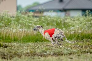 Whippet dog in red shirt running and chasing lure in the field on coursing competition photo