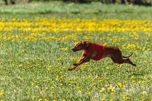 Pharaoh Hound dog in red shirt running and chasing lure in the field on coursing competition photo