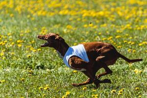 Pharaoh Hound dog in white shirt running and chasing lure in the field on coursing competition photo