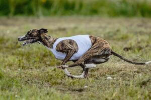 Whippet dog moment of running and flying in green field at full speed photo