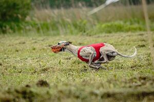 Whippet dog in red shirt running and chasing lure in the field on coursing competition photo