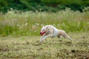 Whippet dog in white shirt running and chasing lure in the field on coursing competition photo
