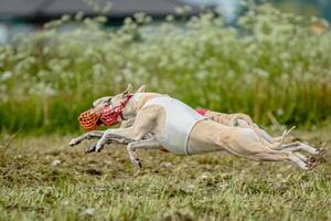 Whippet dogs in red and white shirts running and chasing lure in the field on coursing competition photo
