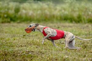 Whippet dog in red shirt running and chasing lure in the field on coursing competition photo