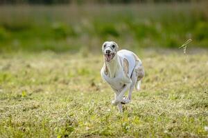 Whippet dog in white shirt running and chasing lure in the field on coursing competition photo