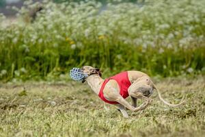 Whippet dog in red shirt running and chasing lure in the field on coursing competition photo