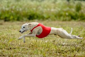Whippet dog in red shirt running and chasing lure in the field on coursing competition photo