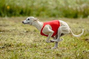 Whippet dog in red shirt running and chasing lure in the field on coursing competition photo