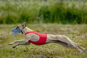 Whippet dog in red shirt running and chasing lure in the field on coursing competition photo