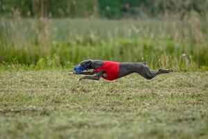 Whippet dog lifted off the ground during the dog racing competition running straight into camera photo