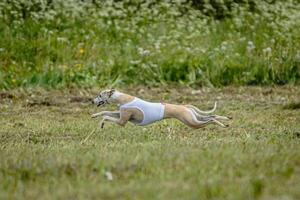 Whippet dog in white shirt running and chasing lure in the field on coursing competition photo