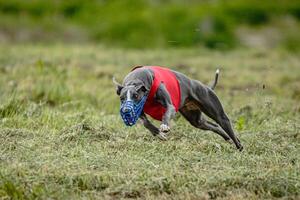 Whippet dog lifted off the ground during the dog racing competition running straight into camera photo
