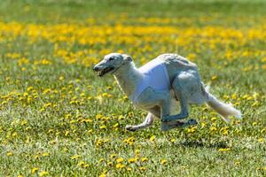 Borzoi dog in white shirt running and chasing lure in the field on coursing competition photo