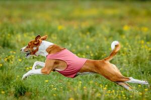 Basenji dog in red shirt running and chasing lure in the field on coursing competition photo