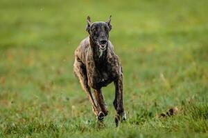Greyhound dog running fast and chasing lure straight into camera photo