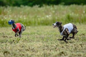 Whippet dogs in red and white shirts running and chasing lure in the field on coursing competition photo