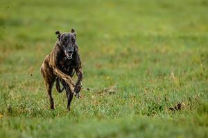 Greyhound dog running fast and chasing lure straight into camera photo
