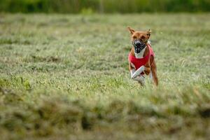 Basenji dog in red shirt running and chasing lure in the field on coursing competition photo