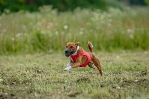 Basenji dog in red shirt running and chasing lure in the field on coursing competition photo