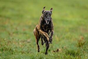 Greyhound dog running fast and chasing lure straight into camera photo